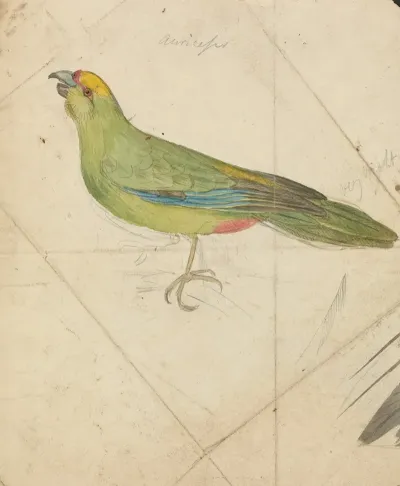 A Parrot 3