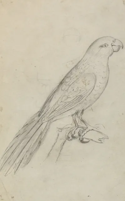 A Parrot
