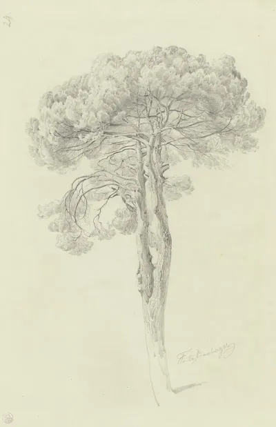 A Pine