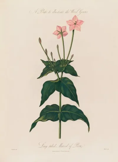 A Plate To Illustrate The Word Genus Long Tubed Marvel Of Peru