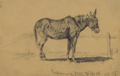 A Played Out Mule In Hospital