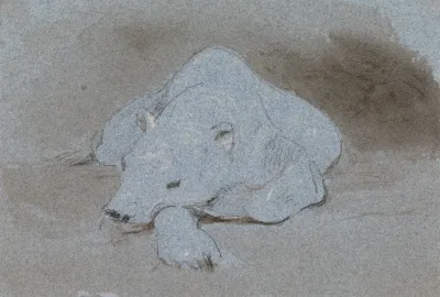 A Polar Bear Asleep Front View