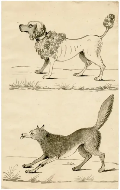 A Poodle And A Fox Leaf Of A Sketchbook