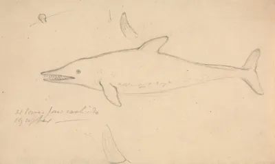 A Porpoise