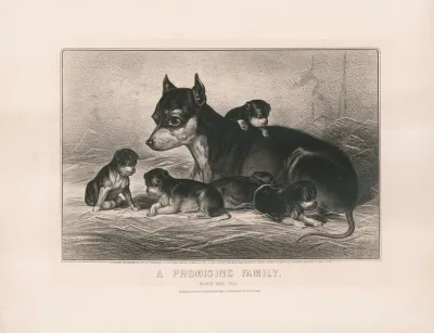 A Promising Family Black And Tan