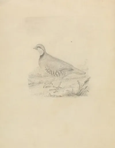 A Quail