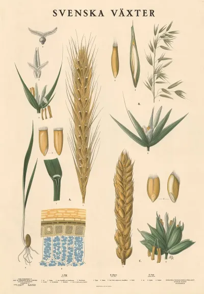 A Rag Secale Cereale B Havre Avena Sativa C Vete Triticum Sativum