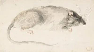 A Rat Seen In Profile