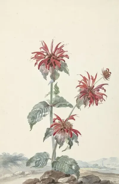 A Red Bergamot In A Landscape