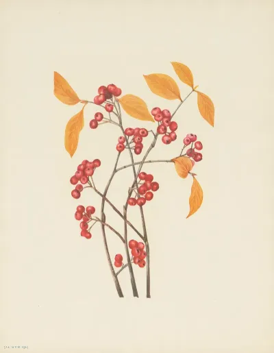 A Red Chokeberry Fruit Aronia Arbutifolia