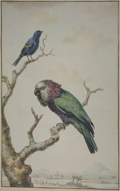 A Red Fan Parrot Deroptyus Accipitrinus And A Tawny Shouldered Blackbird Agelaius Humeralis
