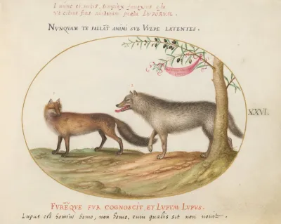 A Red Fox And A Wolf