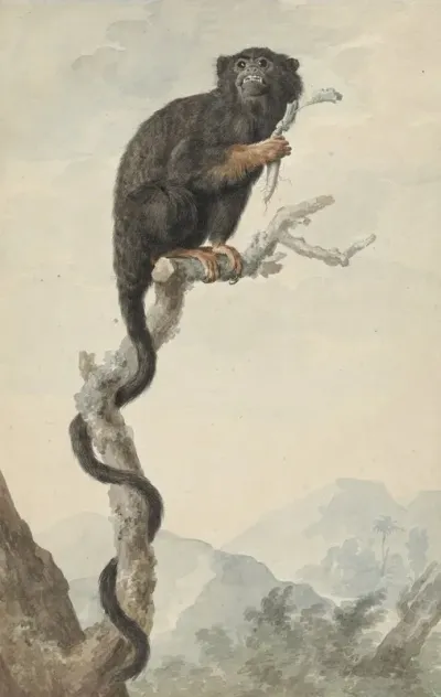 A Red Handed Tamarin