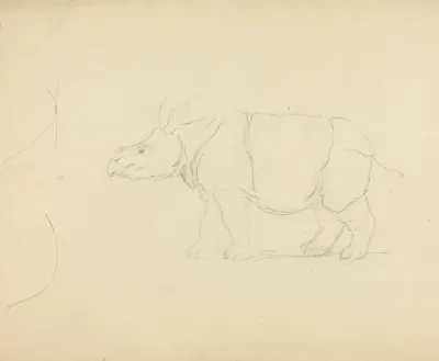 A Rhinoceros