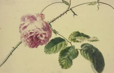 A Rose 3