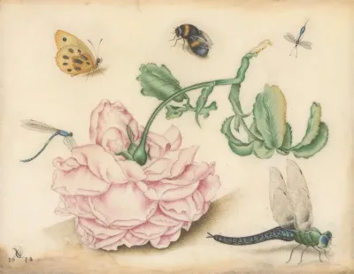 A Rose And Five Insects