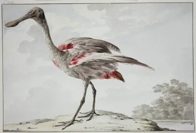 A Roseate Spoonbill Platalea Ajaja