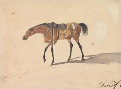 A Saddle Horse Of The Duke Of Devonshire