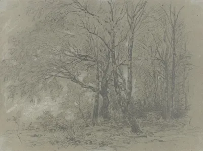 A Sapling Birch Grove
