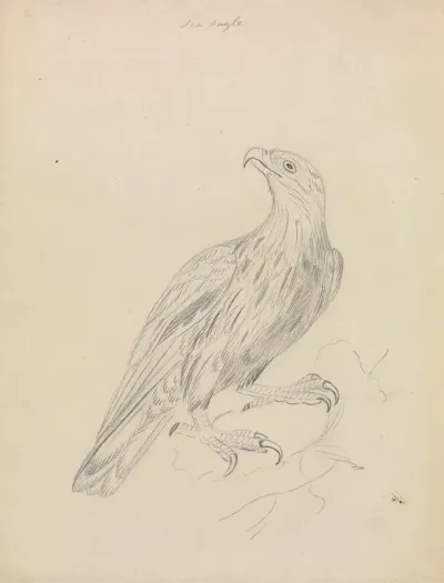 A Sea Eagle