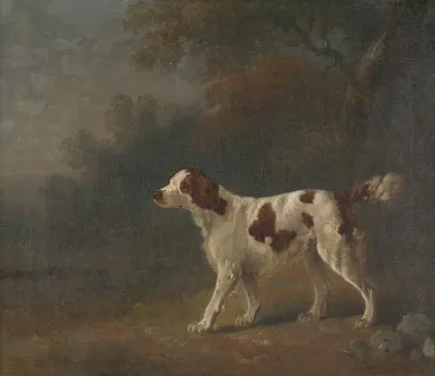 A Setter At The Edge Of A Wood