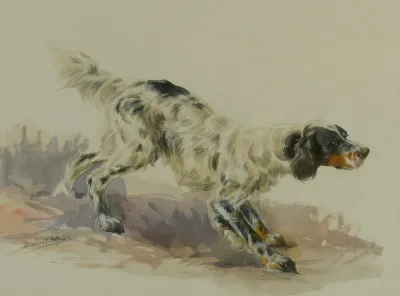 A Setter At Work