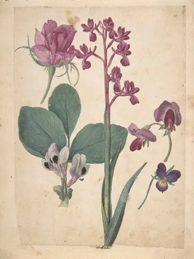 A Sheet Of Studies Of Flowers A Rose A Heartsease A Sweet Pea A Garden Pea And A Lax Flowered Orchid