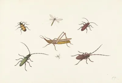 A Sheet With Seven Different Insects