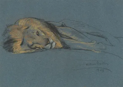 A Sleeping Lion