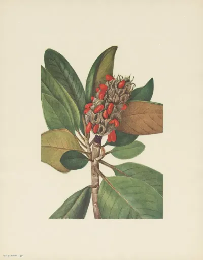 A Southern Magnolia Fruit Magnolia Grandiflora