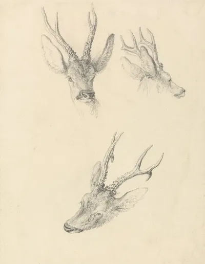 A Stags Head Three Studies