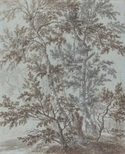 A Stand Of Birch Trees