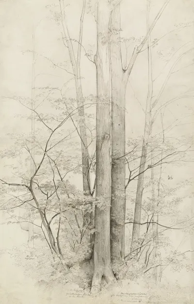 A Stand Of Trees