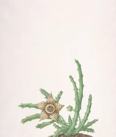 A Stapelia Variegata
