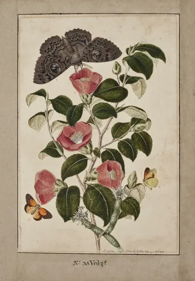 A Study Of Camelia Japonica Japanese Rose Euphorbia Caput Medusa Medusas Head Spurge With Phalaena Merops And Papilio Hyale Nar