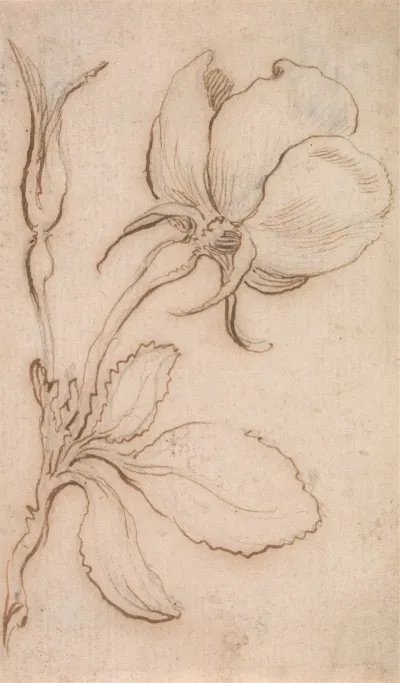 A Study Of Pinks And Roses 2
