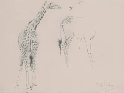 A Study Of Two Giraffes