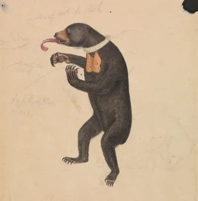 A Sun Bear
