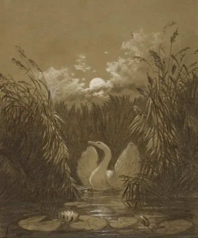 A Swan Among The Reeds By Moonlight