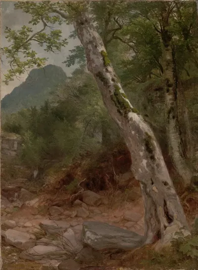 A Sycamore Tree Plaaterkill Clove The Sycamore Kaaterskill Clove
