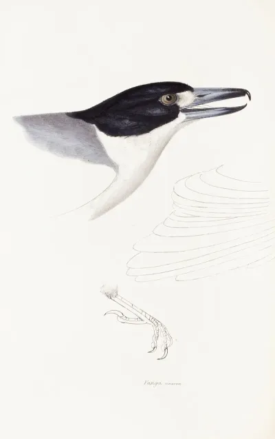 A Synopsis Of The Birds Of Australia And The Adjacent Islands Pl 02