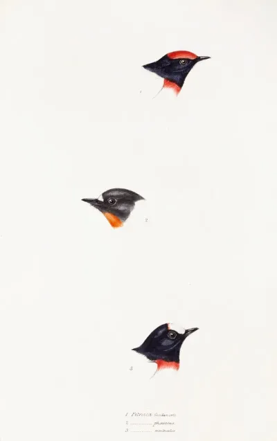 A Synopsis Of The Birds Of Australia And The Adjacent Islands Pl 07