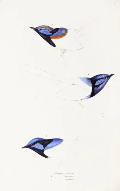 A Synopsis Of The Birds Of Australia And The Adjacent Islands Pl 08