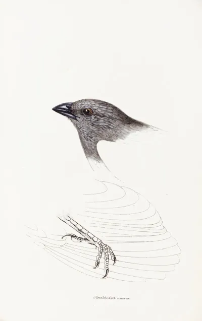 A Synopsis Of The Birds Of Australia And The Adjacent Islands Pl 09