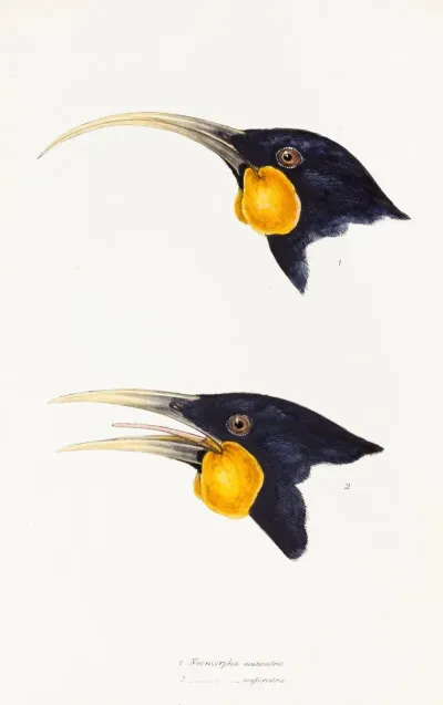 A Synopsis Of The Birds Of Australia And The Adjacent Islands Pl 11