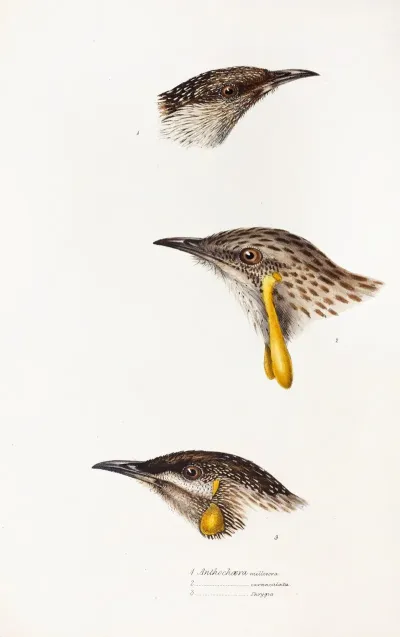 A Synopsis Of The Birds Of Australia And The Adjacent Islands Pl 14