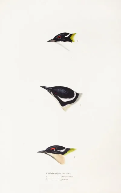 A Synopsis Of The Birds Of Australia And The Adjacent Islands Pl 17