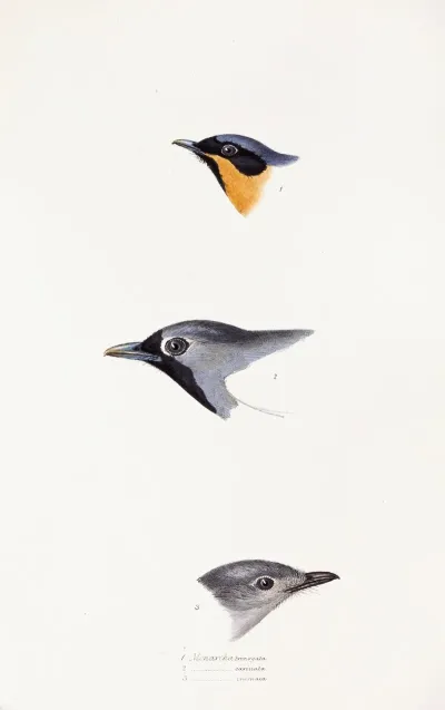 A Synopsis Of The Birds Of Australia And The Adjacent Islands Pl 20