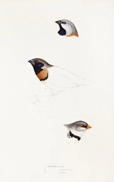 A Synopsis Of The Birds Of Australia And The Adjacent Islands Pl 21