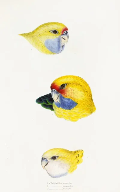 A Synopsis Of The Birds Of Australia And The Adjacent Islands Pl 23